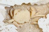 Fossil Crab (Potamon) Preserved in Travertine - Turkey #145053-1